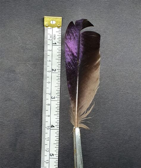 Rare Twelve Wired Bird Of Paradise Feathers For Collecting Etsy