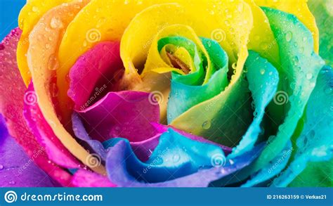 Rainbow Rose With Colorful Petals Macro For Background Stock Image