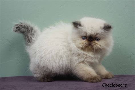 Choclobears Cattery Chocolate Point Himalayan Kitten 7 Weeks Old