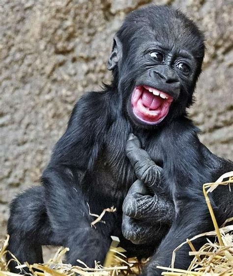 Wir zeigen 10 hunde, die als welpen ganz anders aussehen als erwachsenen tiere. Gorilla-Baby im Leipziger Zoo: Kleiner King-Kong kitzlig ...