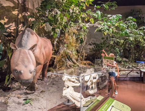 San Diego Natural History Museum Tips Highlights And Local Kids Guide