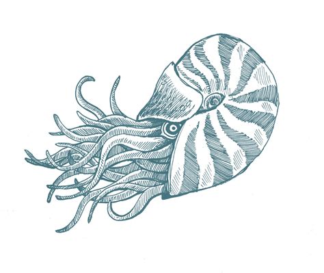 We did not find results for: Sea Creature Drawing Image - ClipArt Best