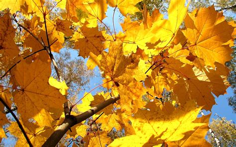 Wallpaper Sunlight Leaves Branch Yellow Dry Autumn Season Land