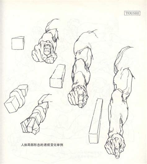 Image Result For Arms Foreshortening 描画チュートリアル 美術解剖学 腕の解剖学