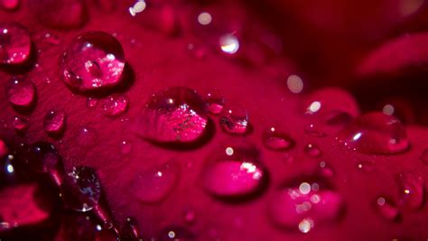 Wallpaper Rose Pedal Water Drop Droplet Sun Red Close Macro