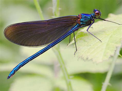 The 15 Most Beautiful Dragonfly Species In The World