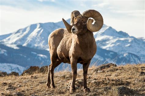 Rocky Mountain Bighorn Sheep Robbie George Photography Animal