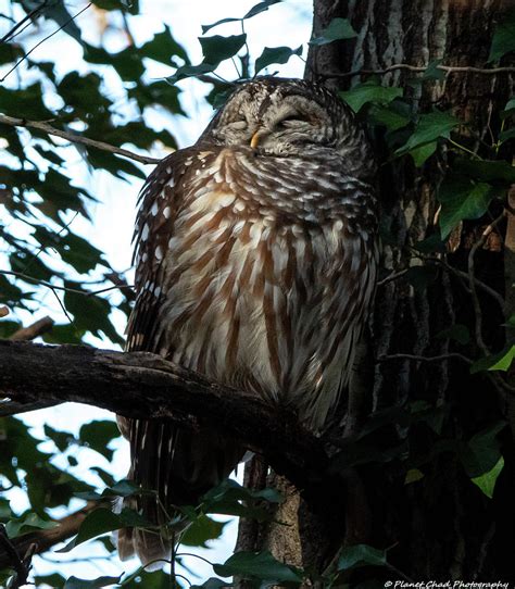 Sleepy Owl Photograph By Chad Meyer
