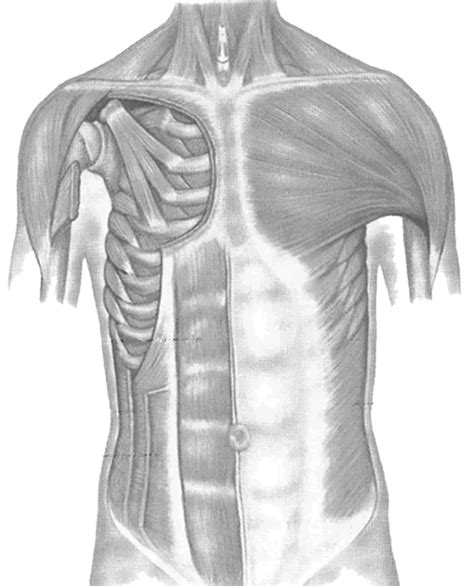 In this image, you will find part of the pectoral muscles mainly used in it. Muscles of the Back and Chest