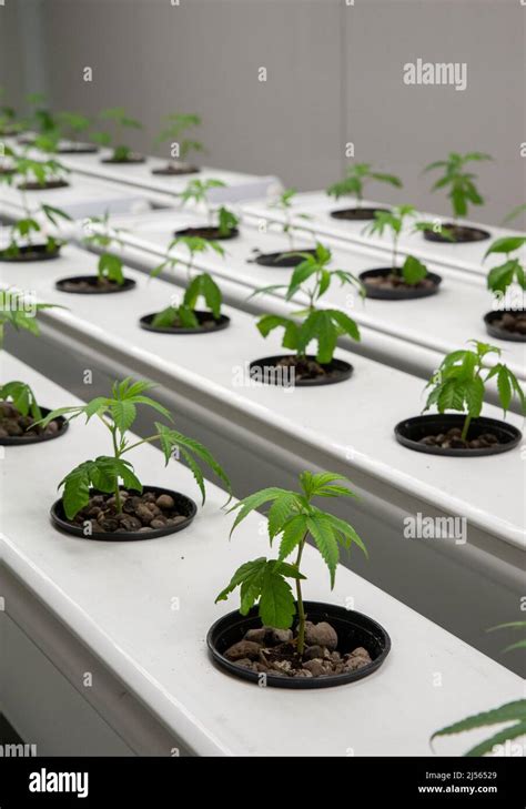 Cannabis Hydroponic Cultivation Is A Special Technique To Grow Plants