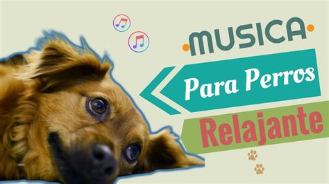 ¡ 9 Horas De Musica Para Perros Nerviosos Calma A Tu Cachorro Ansioso