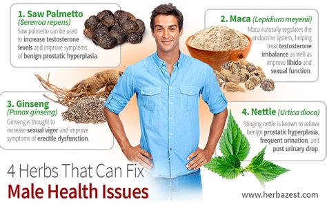 4 Herbs That Can Fix Male Health Issues Herbazest