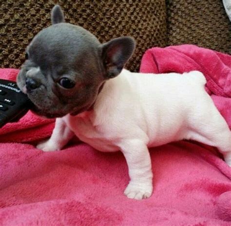 Dry, scaly, sometimes itchy hairless patches. French Bulldog also called Frenchie is a small compact ...