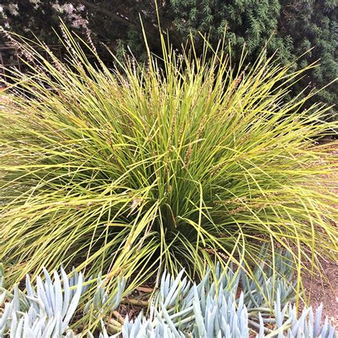 Best Drought Tolerant Grass For Southern California Hye Buss