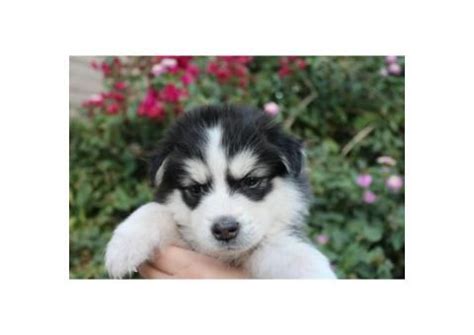 However, free husky dogs and puppies are a rarity as rescues usually charge a small adoption fee to cover their expenses (usually. 101 best images about puppies for sale near me on Pinterest
