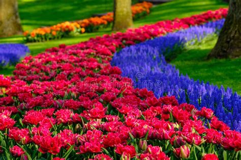 Tulips With Muscari Stock Photo Image Of Blossom Colour 24580402