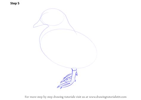 Learn How To Draw A Mandarin Birds Step By Step