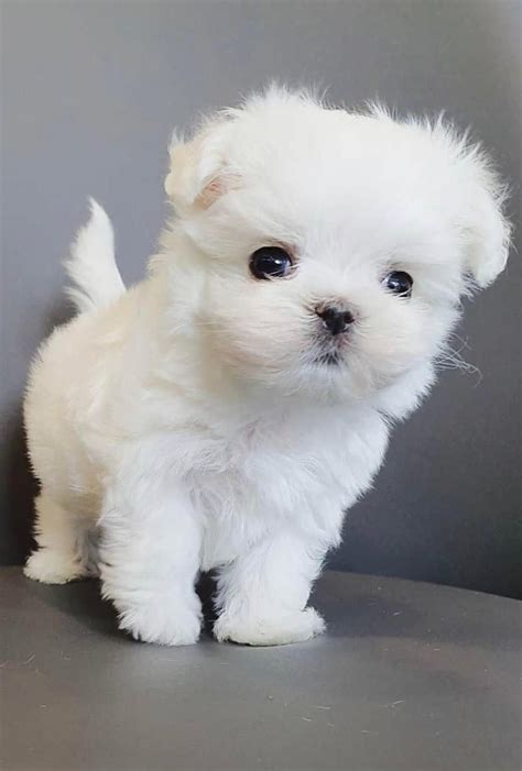 Account Suspended Teacup Puppies Maltese Maltese Puppy Cute Dogs