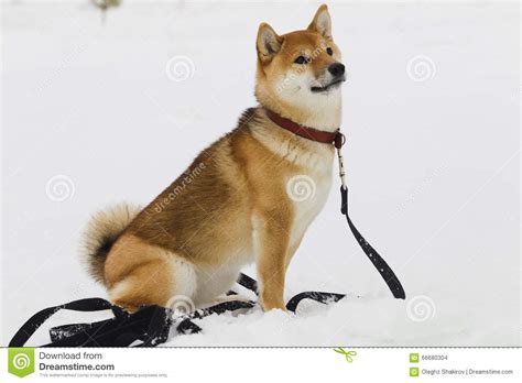 Japanese Dog Breed Shiba Inu In Snow Stock Photo Image Of Black