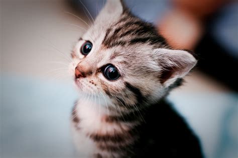 Wallpaper Cats Cute Face Closeup Cat 50mm Kitten
