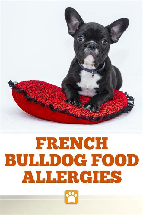 List Of Best Dog Food For French Bulldogs With Skin Allergies 2022