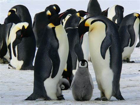 Short Term Outlook For Emperor Penguins May Not Be As Dire As Predicted
