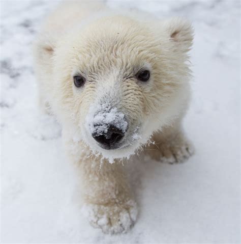Cubs Baby Polar Bear How To See Polar Bear Cubs In The Arctic Arctic