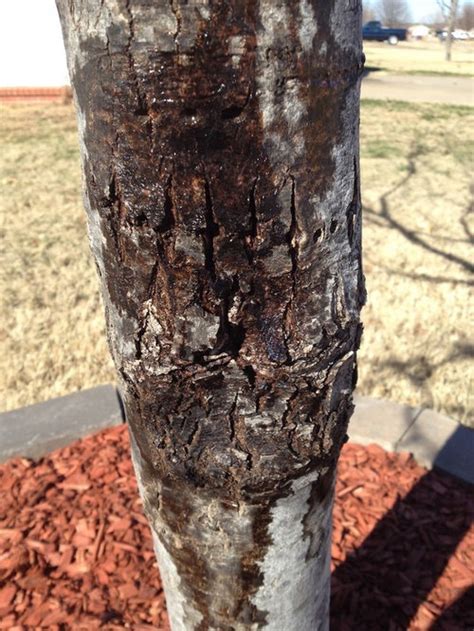 Maple Tree With Holes In Trunk