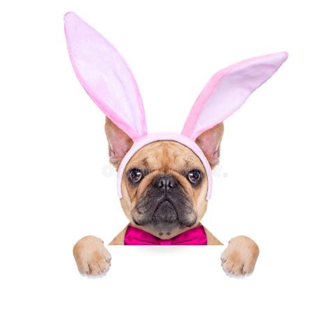 Bunny Easter Ears Dog Stock Image Image Of Humor Bunny 51040767