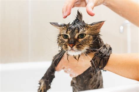 Why Do Cats Lick Themselves After A Bath