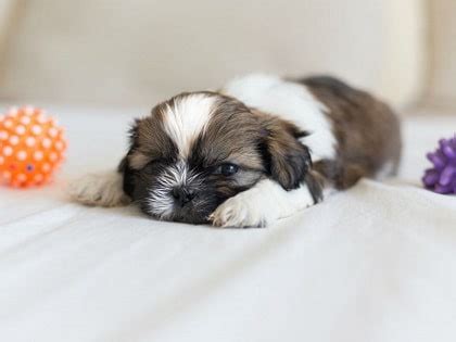 The name of the shih tzu puppies come from mandarin and has different transliterating, but shih tzu is the most commonly used. Shih Tzu Dog Breed: Characteristics, Facts, and Names - Pet Loves Best