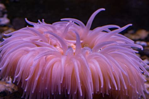 Antarctic Pink Anemone Underwater Close Up Stock Image