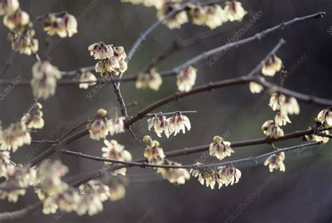 Wintersweet Stock Image B5901383 Science Photo Library