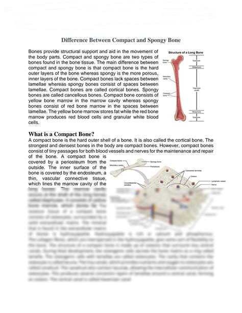 Solution Difference Between Compact And Spongy Bone Studypool