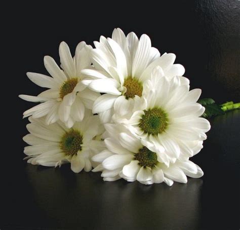 White Daisy Bouquet Picture Hi Res 720p Hd
