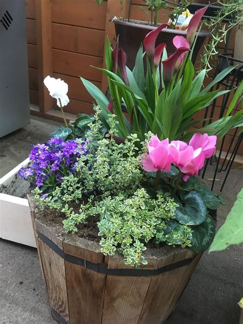 Pin By Lindsay Desmond On Gardens Lily Garden Patio Container