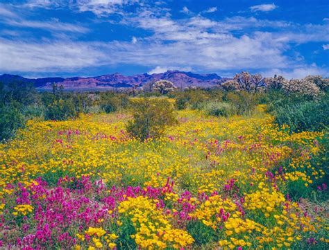 Arizona wildflowers | Wild flowers, Arizona wildflowers, Spring wildflowers
