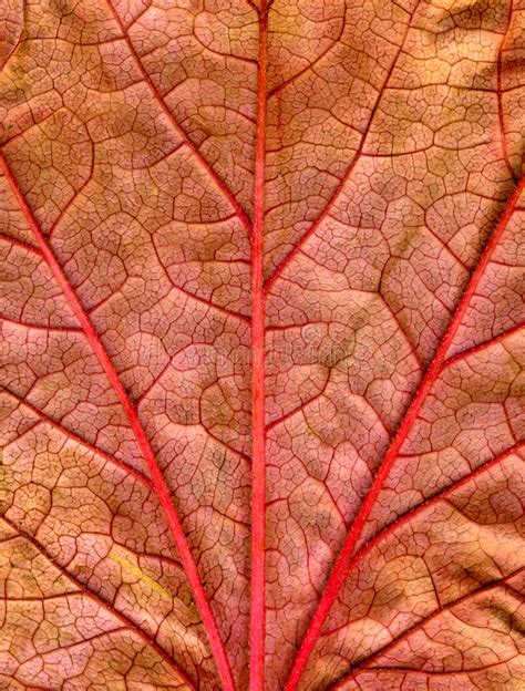 Close Up Of A Fall Leaf Stock Image Image Of Lines