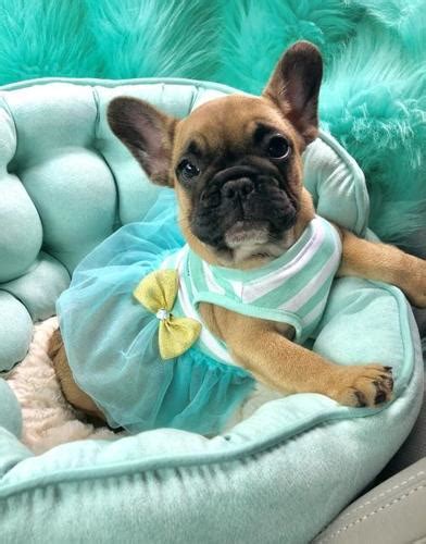 The chicago french bulldog rescue appreciates any amount you can donate. French Bulldog Puppy for Sale - Adoption, Rescue for Sale ...