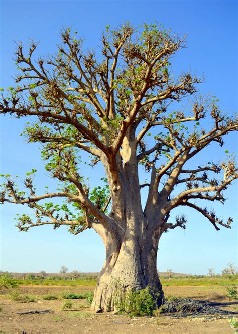 Baobab Tree Senegal The Area Around A Large Part Of Seneg Flickr