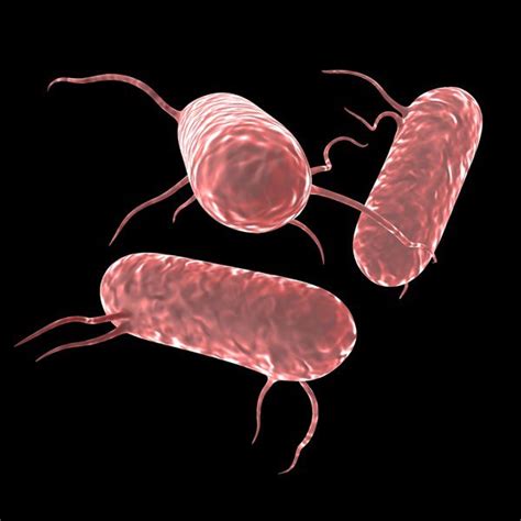 Most people who get ill from salmonella have diarrhea, fever, and stomach cramps. Salmonella Bacteria 3D Model .obj .3ds .fbx .c4d .dxf .stl ...