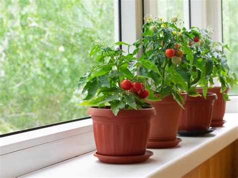 Expert Tips For Growing Tomatoes Indoors Tomato Plant Guide