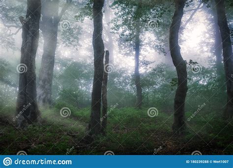 Mystical Forest In Heavy Fog Stock Photo Image Of Nature Magic