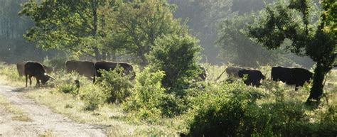 Gerade das pferd als fluchttier bedarf der weite, um zu seinem ursprünglichen wesen zurück zu finden. Auf der Suche nach dem Ziegenmelker: Halboffene ...