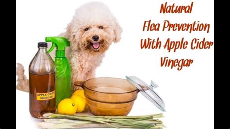 Natural Diy Flea Spray For Dogs How To Get Rid Of Dogs Flea With