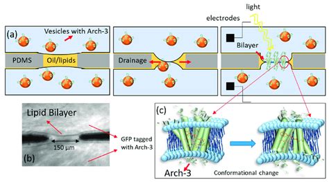 A A Schematic Of The Formation Of A Lipid Bilayer At The Intersection