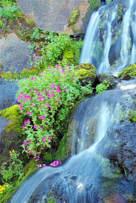 Waterfall And Wild Flowers Stock Photo Image Of Cascading 44678540