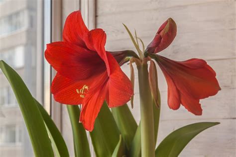 How To Grow And Care For Amaryllis Plants Garden Design