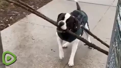 Dog Carrying A Giant Stick Knows That Where Theres A Will Theres A