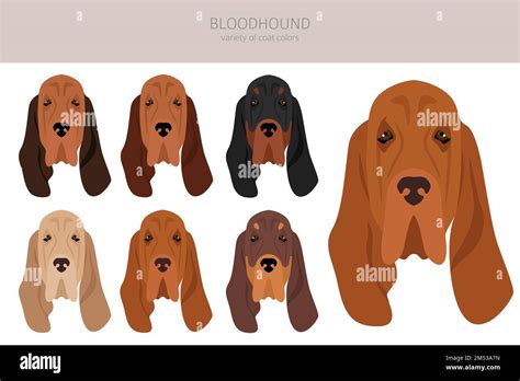 Bloodhound Dog Clipart All Coat Colors Set Different Position All